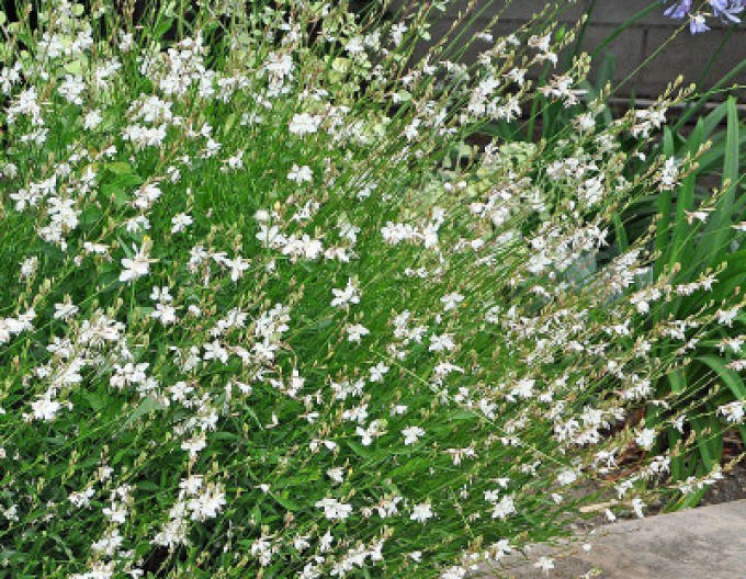 Gaura ´Porumbelul alb´