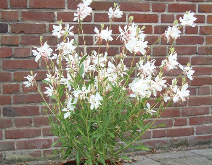 Gaura ´Porumbelul alb´