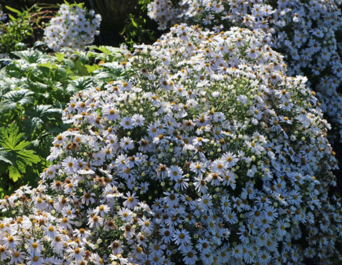 Aster "Apollo"