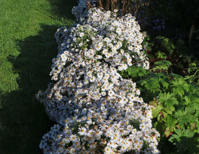 Aster "Apollo"