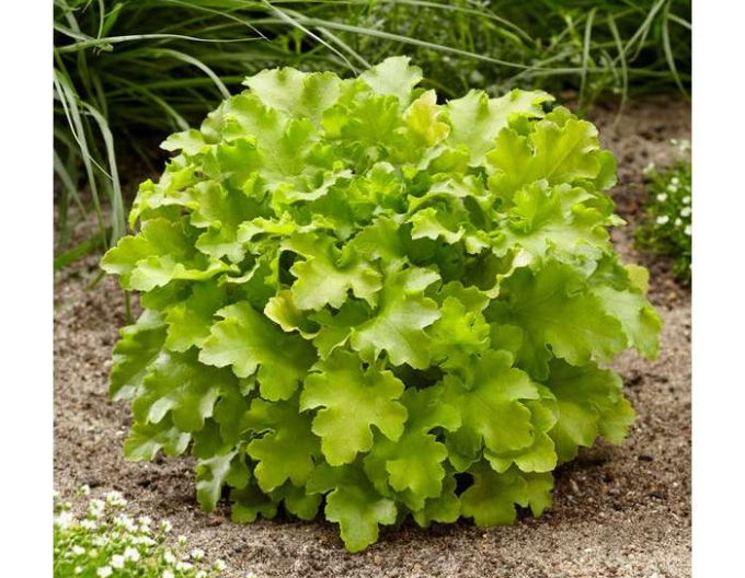 Marmeladă de lime Heuchera