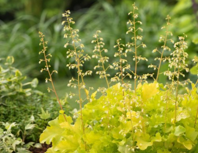 Marmeladă de lime Heuchera