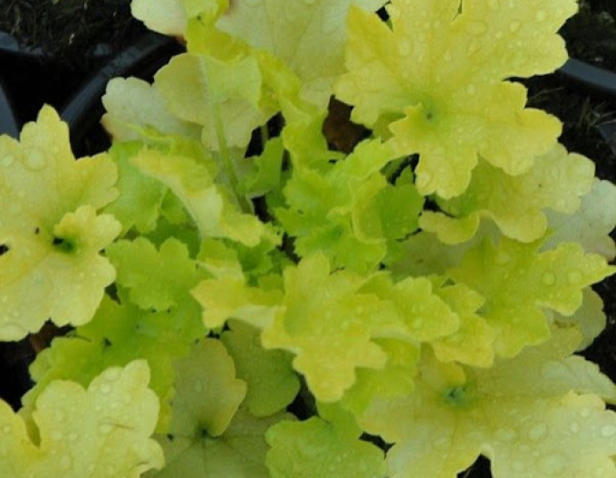 Marmeladă de lime Heuchera