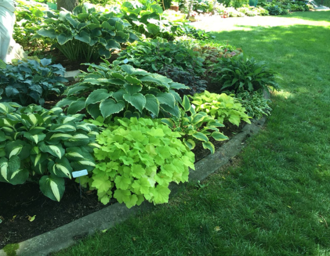 Marmeladă de lime Heuchera