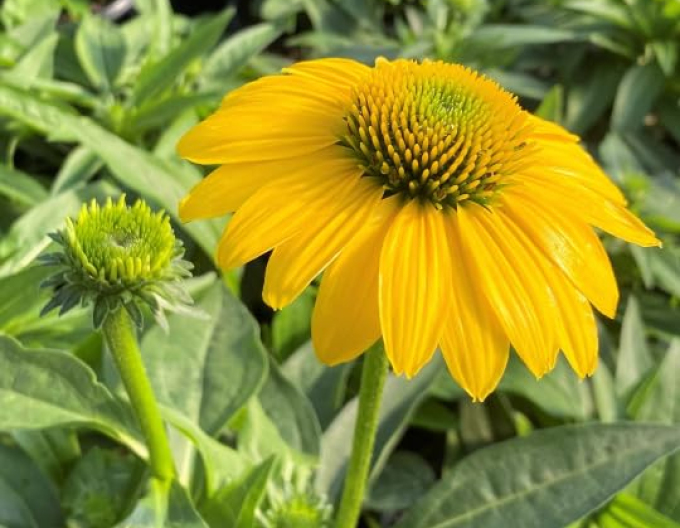 Echinacea Kismet Yellow