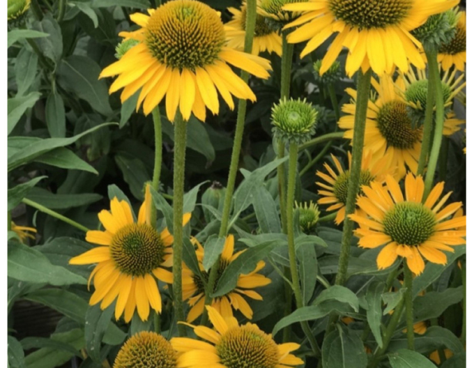 Echinacea Kismet Yellow