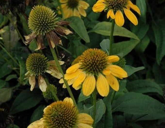 Echinacea Kismet Yellow