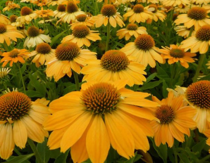 Echinacea Kismet Yellow