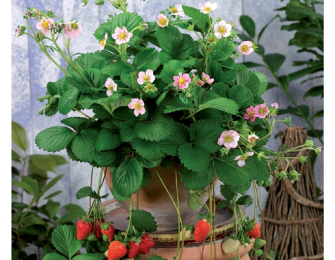 Căpșună ´Rosana´ perenă cu flori roz