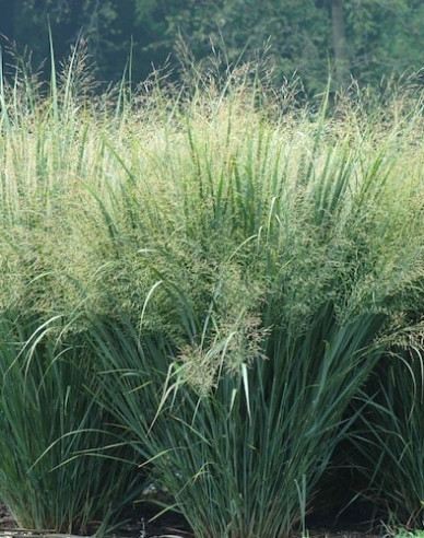 Millet "Heavy Metal"