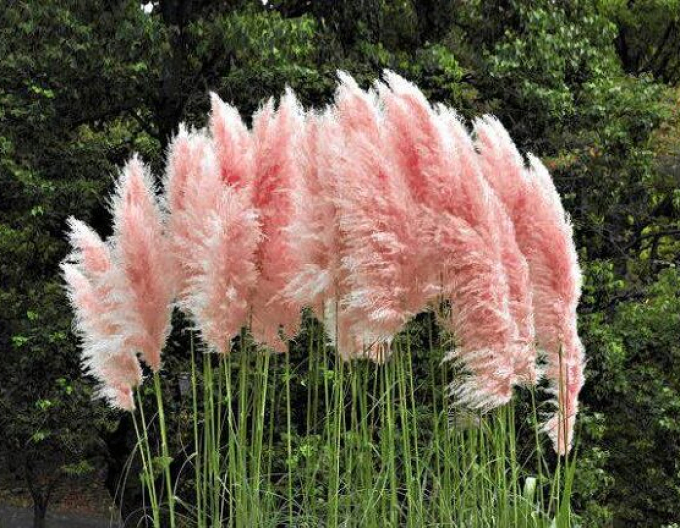 Iarbă de pampas ´Rose Plume´