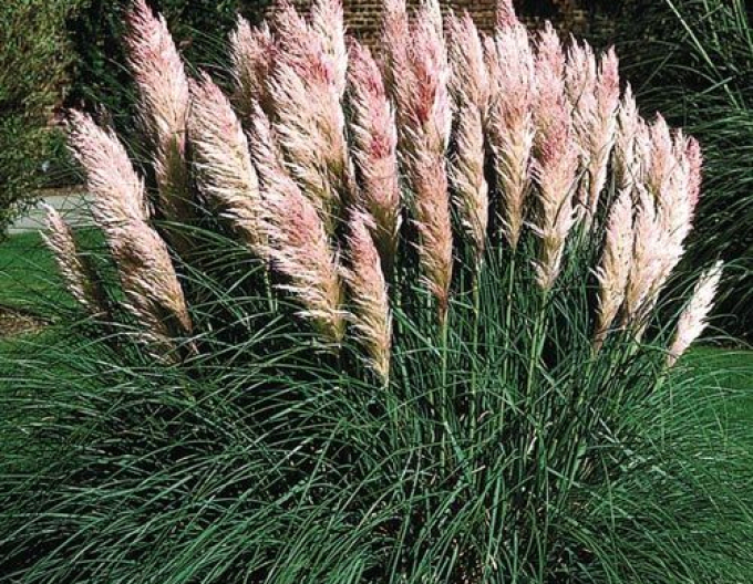 Iarbă de pampas ´Rose Plume´
