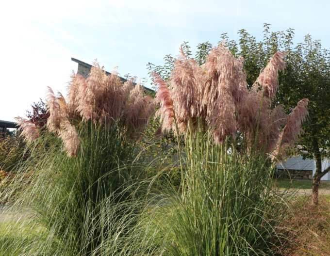 Iarbă de pampas ´Rose Plume´
