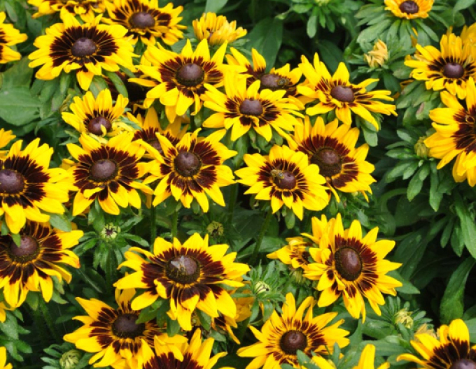 Rudbekia SmileyZ ´Tiger´