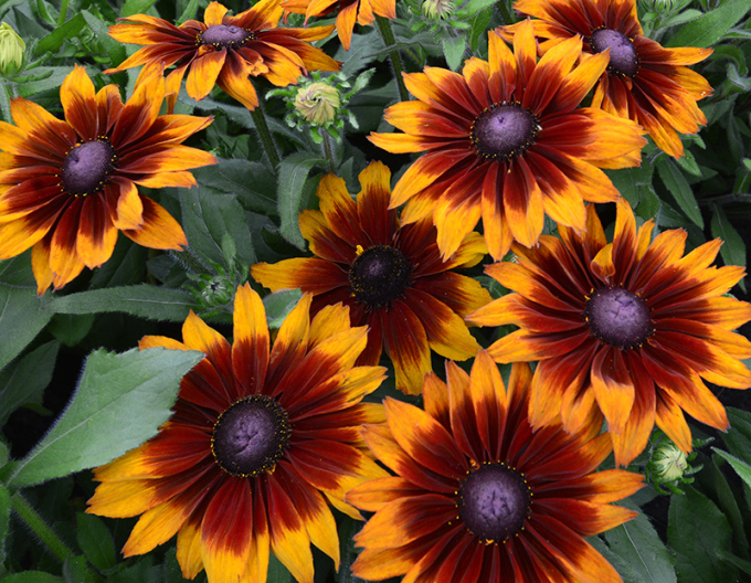 Rudbekia SmileyZ ´Tiger´