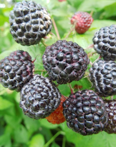 Zmeură neagră ´Black Jewel´
