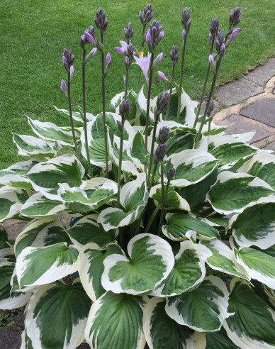 Crin de toamnă - Hosta ´Francee´