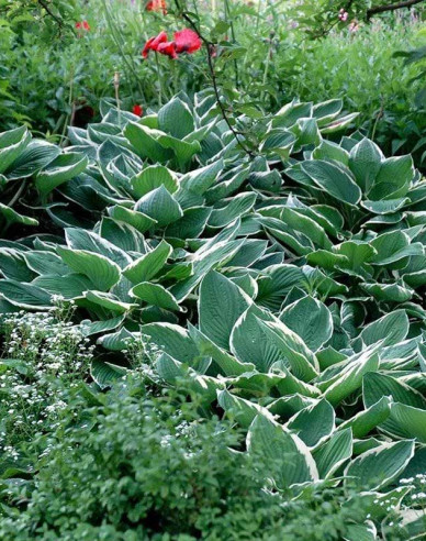 Crin de toamnă - Hosta ´Francee´