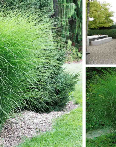 Miscanthus sinensis ´Gracillimus´ 2l