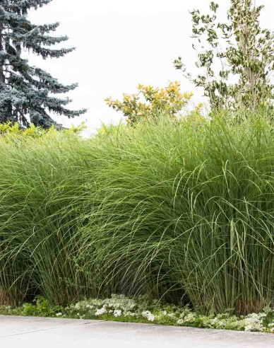Miscanthus sinensis ´Gracillimus´ 2l