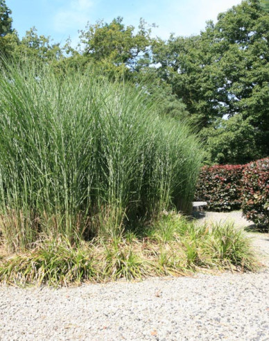 Miscanthus sinensis ´Gracillimus´ 2l