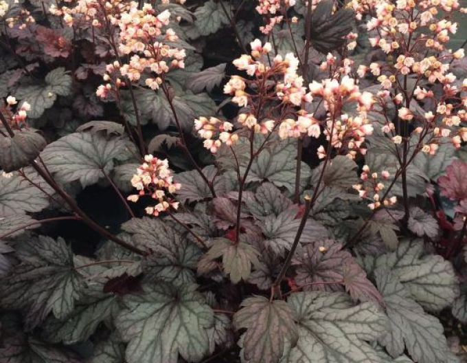 Heuchera ´Shanghai´