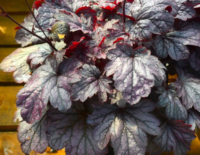 Heuchera ´Shanghai´