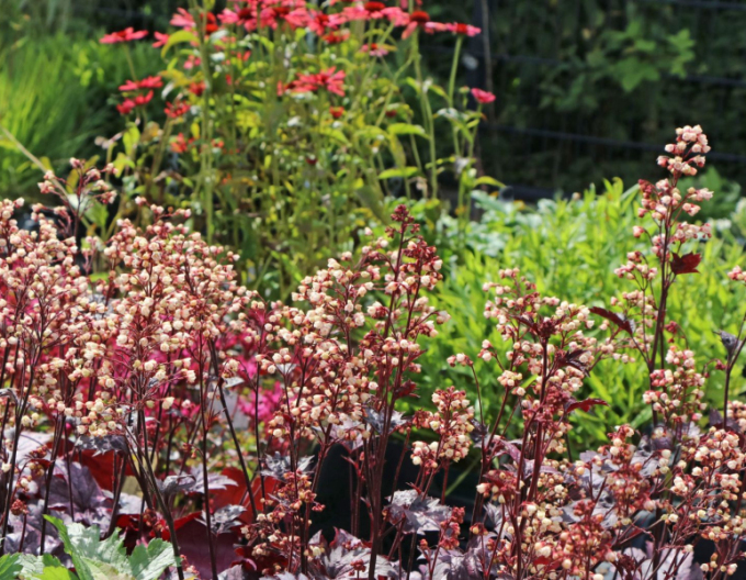 Heuchera ´Shanghai´