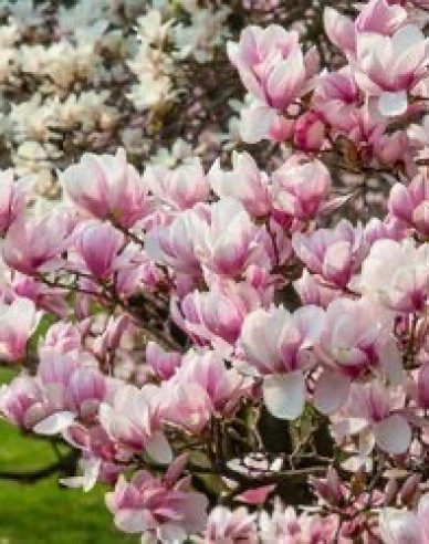 Magnolia ´Festirose´