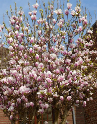 Magnolia ´Festirose´