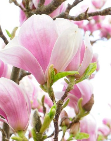 Magnolia ´Festirose´
