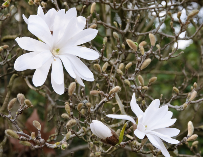 Magnolia Stellata