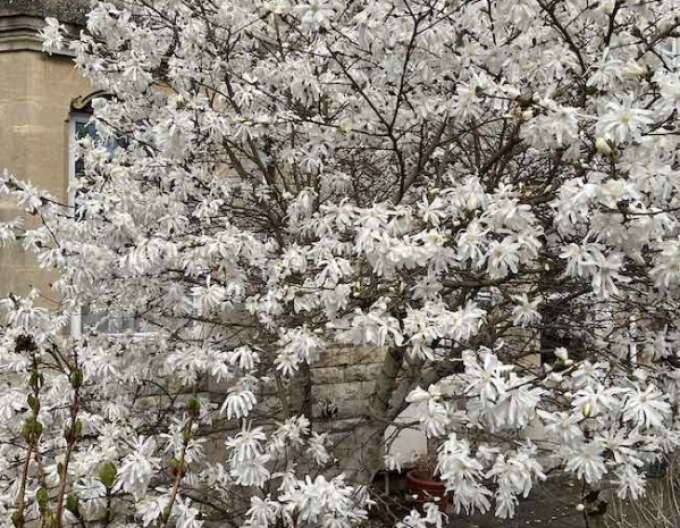 Magnolia Stellata
