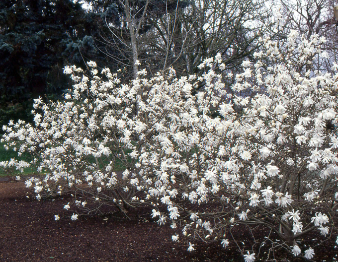Magnolia Stellata