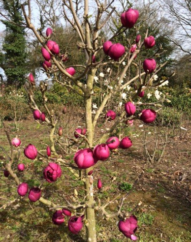 Magnolia "Laleaua neagră