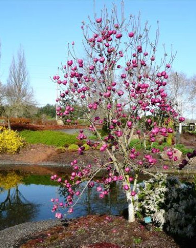 Magnolia "Laleaua neagră