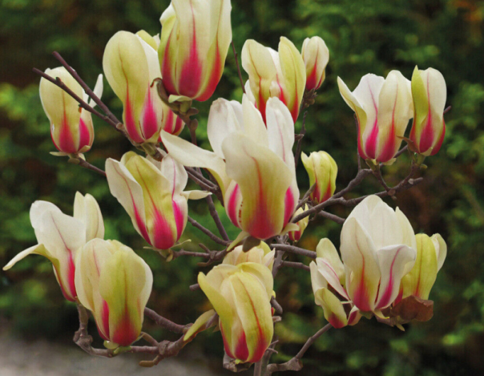 Magnolia ´Sunrise´