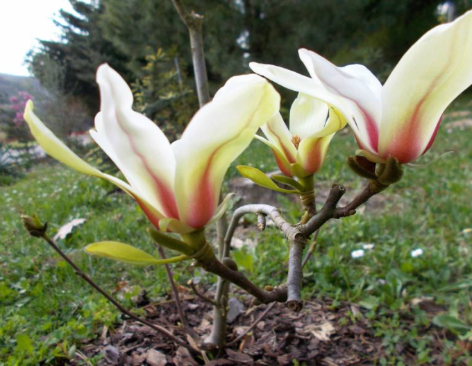 Magnolia ´Sunrise´