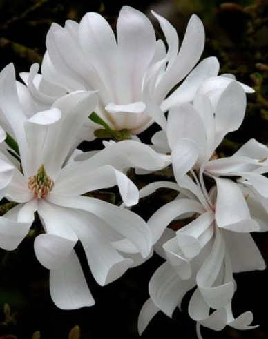 Magnolia ´St. Waterlily´