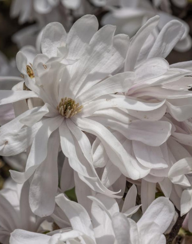 Magnolia ´St. Waterlily´
