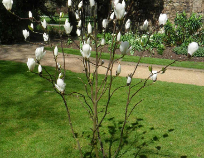 Magnolia ´Manchu Fan´