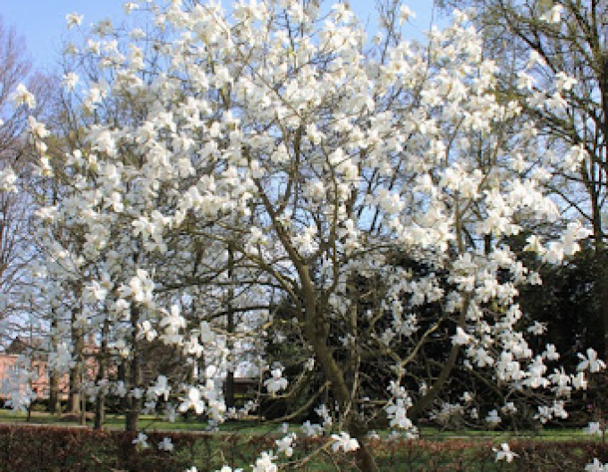 Magnolia ´Manchu Fan´