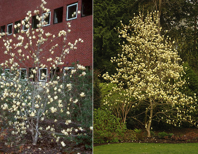 Magnolia ´Elizabeth´