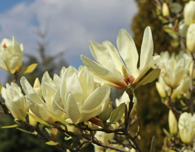 Magnolia ´Elizabeth´