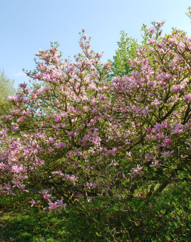 Magnolia ´Satisfacție´