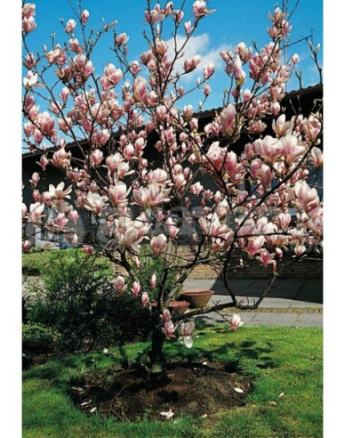 Magnolia ´Satisfacție´