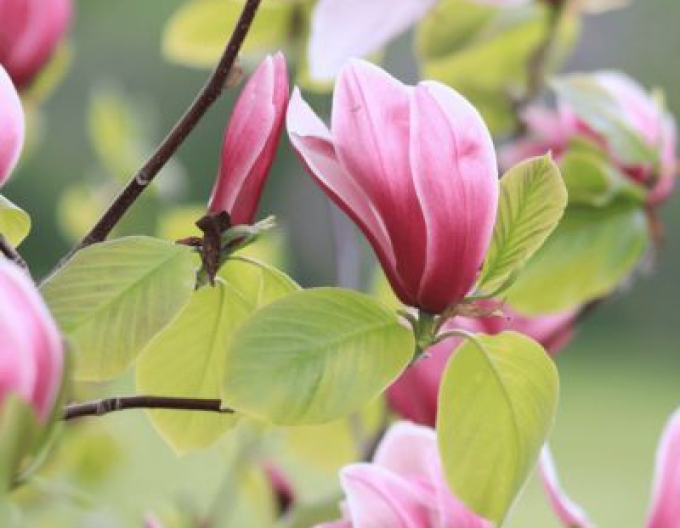 Magnolia ´Cameo´