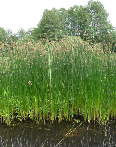Piprig de lac