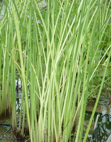 Obligeană´ Albescens´