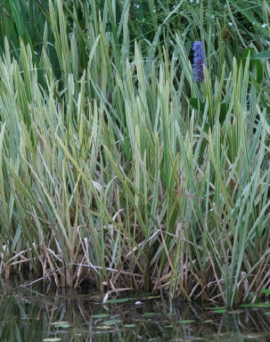 Floarea de paie acvatică Variegata
